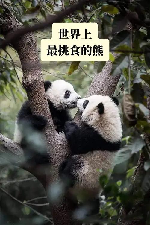 大熊猫吃什么食物大全