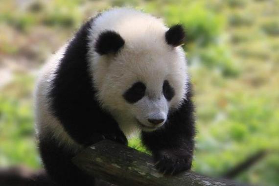 大熊猫吃什么食物30字