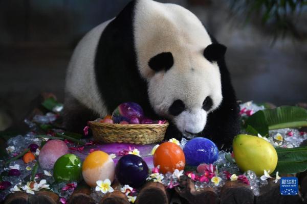 大熊猫吃什么食物8个答案