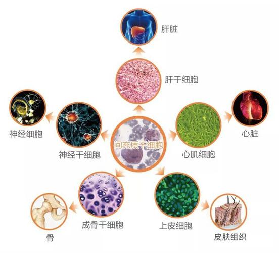 干细胞是什么东西