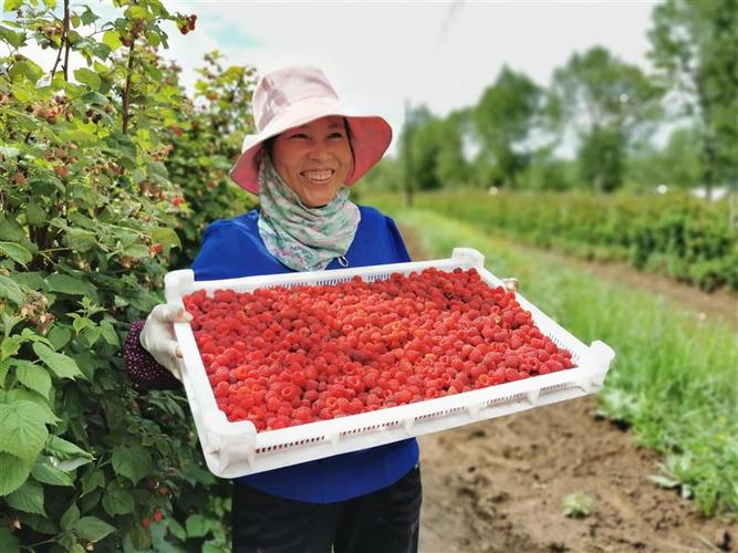 广西红树莓基地