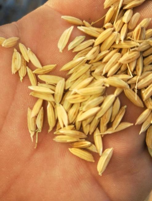 水稻种子品种长粒型
