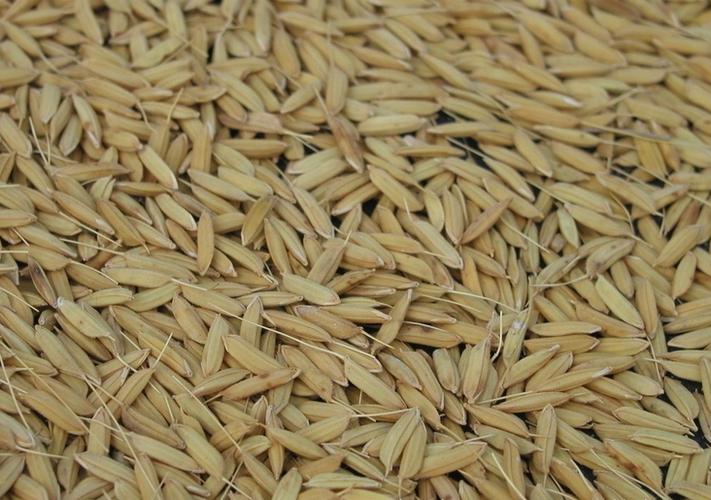 水稻种子品种668