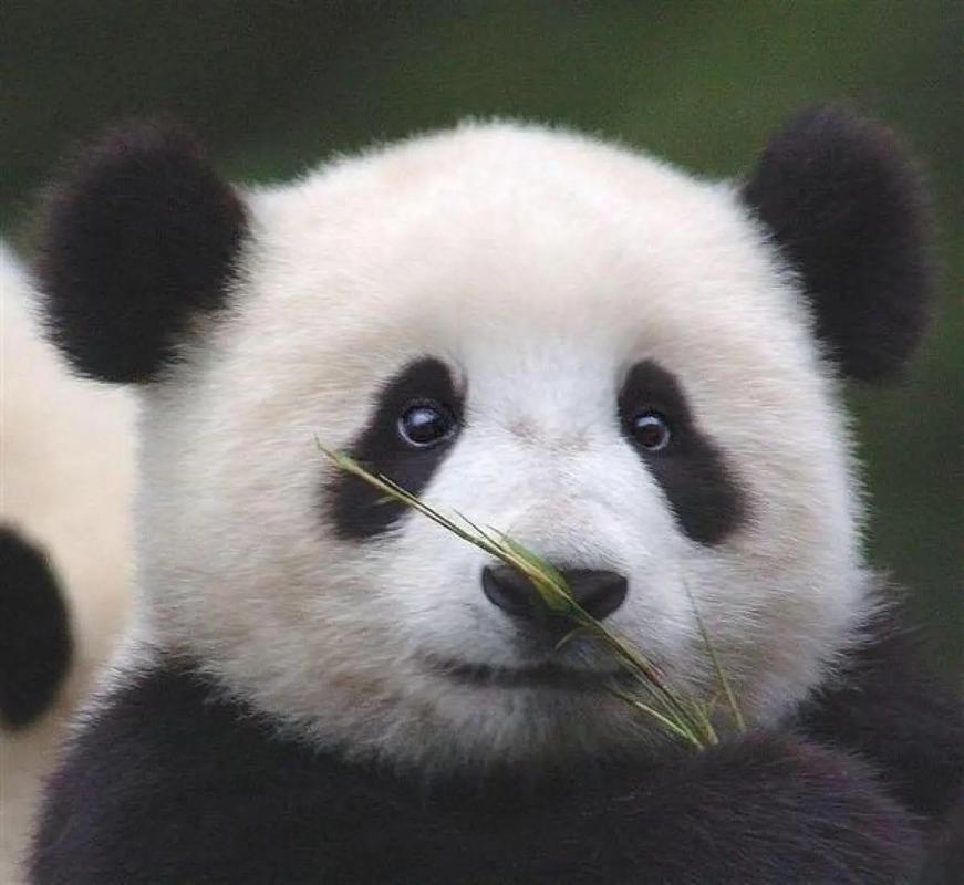 熊猫的习性有哪些