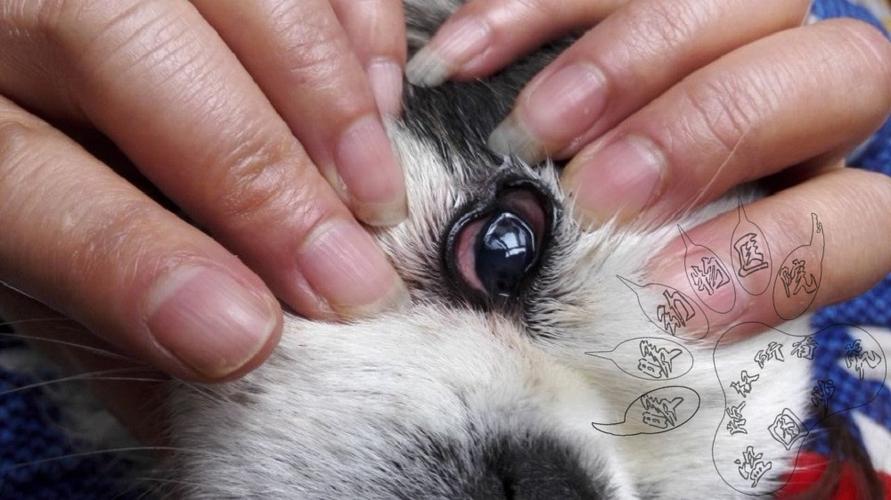 犬瘟初期眼睛的图片