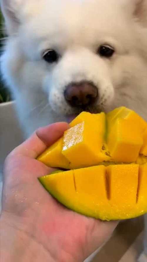 狗狗能不能吃芒果