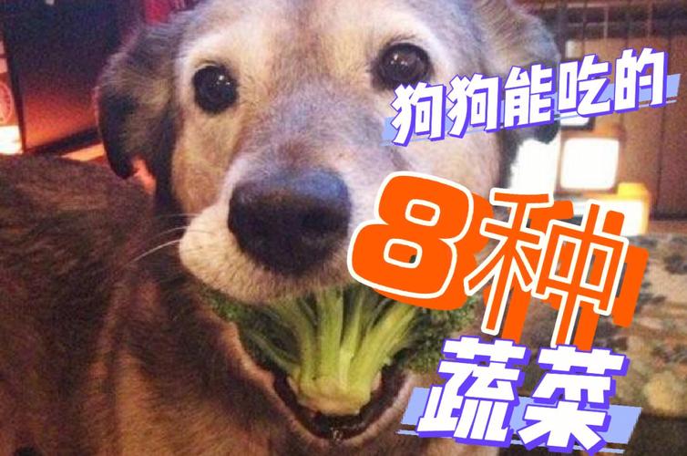 狗狗能吃什么蔬菜补充微量元素