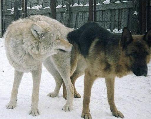 狼和狗交配