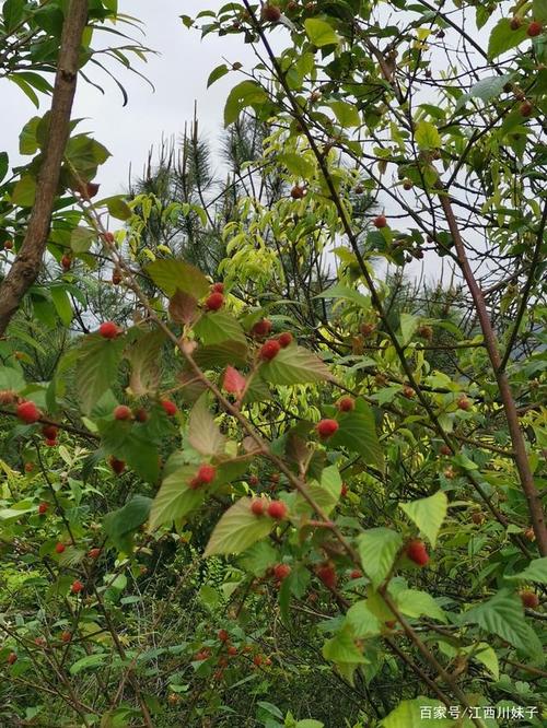 红树莓树图片