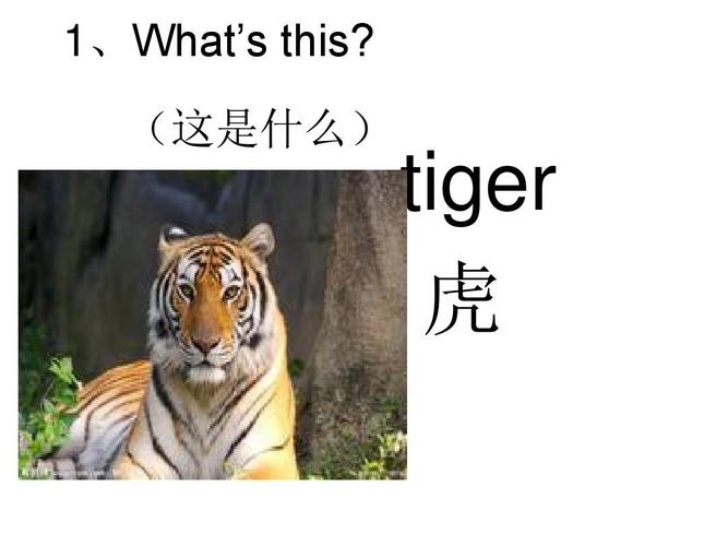 老虎英文怎么描述