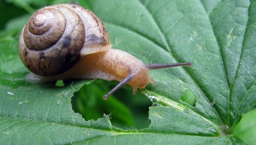 蜗牛是什么动物类型