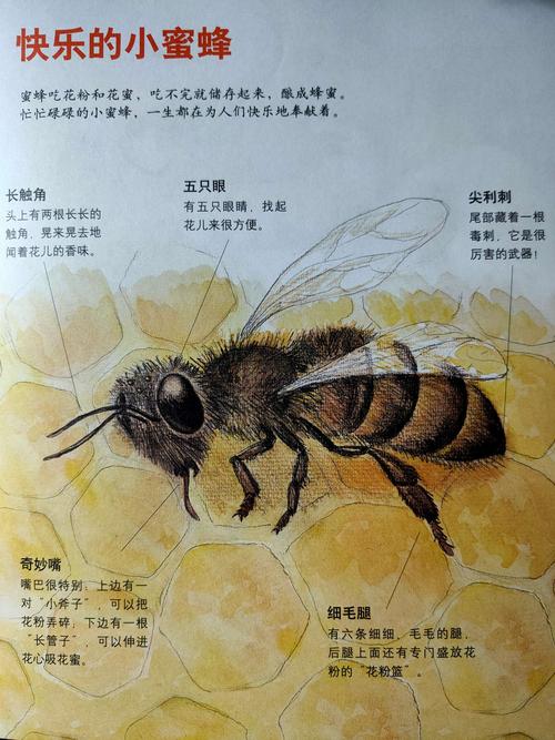 蜜蜂的外形特点