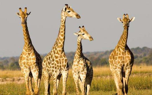 长颈鹿高多少米相当于几层楼